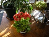 ssDSCN6784.jpg